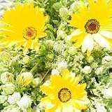 【花壇】　ディモルフォセカ　イエロー系 　2株セット　【コンテナガーデン】