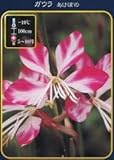 ガウラ（ハクチョウソウ） あけぼの ポット苗 宿根草 苗 多年草 耐寒性 ボーダー