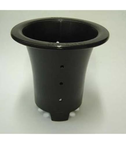 万年青　鉢 WEBSHOPに様々な形の万年青鉢が入荷しております。 通常の