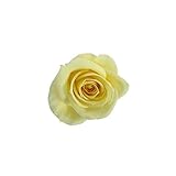 florever　フロールエバー　フレッシュルックスプレーローズ　ソフトイエロー　8輪　Φ3.5～4.5cm　 プリザーブドフラワー　Spray Rose　Soft Yellow