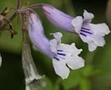 Streptocarpus fanniniae - Cape primrose - 10 seeds