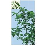 オンリーワン　植栽・美しい花　ハクサンボク　UN3-M4107