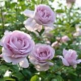 バラ苗 ローズシナクティフ(ローズシネルジック) 国産大苗デルバールオリジナル角鉢6号 四季咲き大輪 紫系 フレンチローズ（デルバール）