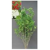 オンリーワン　植栽・美しい花　ガマズミ　KJ3-M023
