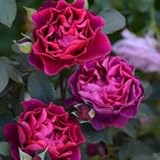 バラ苗 オデュッセイア 国産大苗オリジナル角鉢6号 四季咲き大輪 赤系　ロサ オリエンティス