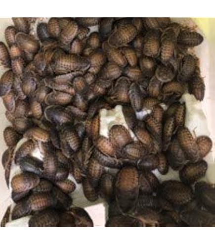 Amazon | 冷凍デュビア MS 約430匹入り 邑楽ファーム【SAfarmが発送し