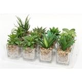 多肉植物ガラスケース12種アソート 商品コード：27575 不二貿易