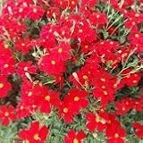 【耐暑性】 サンブリテニア スカーレット 【ハンギング】