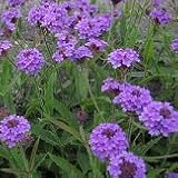 【耐寒性】【宿根草】　バーベナ　ボナリエンシス　（三尺バーベナ）　2株セット 【イングリッシュガーデン】