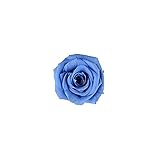 florever　フロールエバー　フレッシュルックベイビーローズ　プリンセスブルー　12輪　Φ2.5～3.5cm　 プリザーブドフラワー　Baby Rose　Princess Blue
