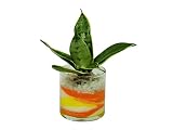 花市場直送便 サンスベリア(カラーサンド植え) サークルM 黄色/オレンジ