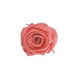 florever　フロールエバー　フレッシュルックメディアナローズ　ピンクオパール　8輪　Φ4～5cm　 プリザーブドフラワー　Mediana Rose　Pink Opal