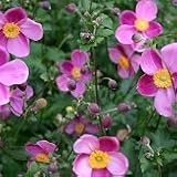 【耐寒性】【多年草】　シュウメイギク　アバンダンス　（秋明菊）　2株セット　【花壇】