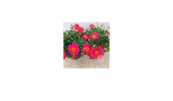 Amazon 多年草 四季咲き マーガレット モリンバ ヘリオ ウォーターメロン 4号鉢 花壇 観葉植物 オンライン通販