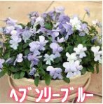 ビオラのタネ ビビシリーズ【ヘブンリーブルー】生産用タネ小分け　約20粒　 メール便発送