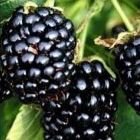 Rubus fruticosus - Thornless Blackberry - 25 seeds