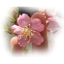 Amazon | 河津桜の苗木1本花の庭木苗接ぎ木桜の苗3年物高さ80