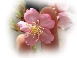 河津桜　サクラ苗