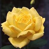 バラ苗 ローズヨコハマ 国産大苗6号スリット鉢 ハイブリッドティー(HT) 四季咲き大輪 黄色系