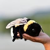 TAMMYFLYFLY ソフトビーぬいぐるみ、動物のぬいぐるみ、かわいいミツバチのぬいぐるみ、17cm