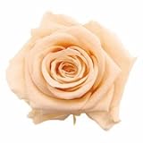 florever　フロールエバー　フレッシュルックメディアナローズ　ピーチ　8輪　Φ4～5cm　 プリザーブドフラワー　Mediana Rose　Peach