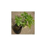 フッキソウ 3号ポット