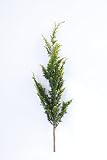 黄金ヒバ 1本 約115cm 生け花 フラワーアレンジメント リース 花材