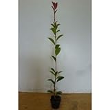 【50本セット】 レッドロビン 樹高0.5m前後 10.5cmポット ベニカナメモチ ベニカナメ れっどろびん 垣根 生垣用 苗木 植木 苗 庭木 生け垣