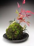 【縁起物】花芽付き！福寿草、南天の苔玉　2018早春開花予定