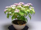 【バーゲン・セール】山アジサイ（紅）の鉢植え（大）開花が終わり剪定を行いました。