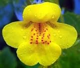 206.Yellow Monkey Flower Mimulus guttatus（イエロー モンキー フラワー）40粒+α. [並行輸入品]