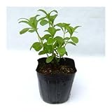 コンパニオンプランツ：ステビア3～3.5号ポット6株セット ノーブランド品