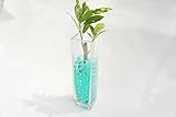 【お世話簡単！土を使っていないから衛生的でおしゃれな観葉植物】　ハイドロカルチャー　オアシス苗　角ロング　ゼリーボール　グリーン