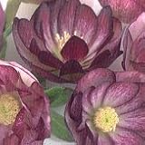 【耐寒性】【宿根草】　松村園芸さんの　クリスマスローズ　ダブル　バイカラーミックス　【イングリッシュガーデン】