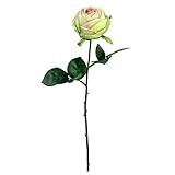 シングルフェームローズ FXFR0016G/M