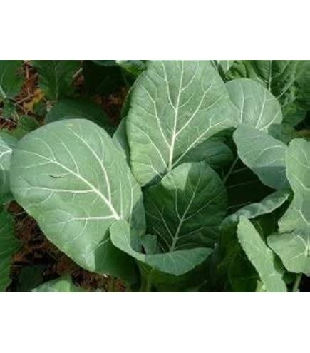 Amazon.co.jp: サウザンドヘッドケールの種(巨大ケールの種) : DIY