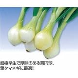 たまねぎ 種 【 センチュリー2号 】 種子 2dl