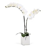 Torre & Tagus Orchid Potted Double Stem, 23-Inch, White [並行輸入品]