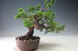 盆栽 糸魚川真柏【現品】
