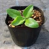 野菜苗　アイスプラント 4株　
