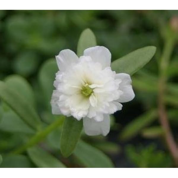 八重咲き ポーチュラカ さわやか ホワイト 2株 花 Amazon 八重咲き ポーチュラカ さわやか ホワイト 2株 花 Amazon