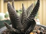 Haworthia scabra - succulent - 10 seeds