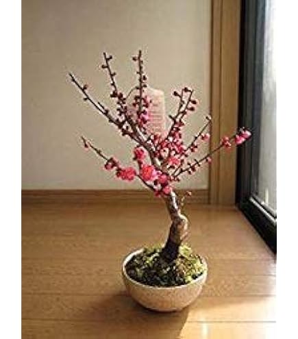 三河盆栽　梅　ウメ　思いのまま　盆栽 梅（思いのまま）約50年 | 雨竹亭オンラインショップ