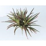 【人工植栽】　タカショー 和風下草 ヤブラン レッド　W25cm　GN-69R