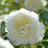 バラ苗 シューラネージュ 国産大苗オリジナル角鉢6号 四季咲き中輪 白色系　ロサ オリエンティス