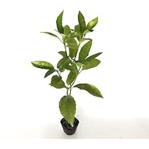 Amazon.co.jp: アオキ（アオアオキ クロアオキ） 樹高0.25m前後 10.5cm ...
