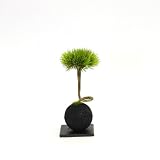 CUPBON 松・扇 竹炭ボール 盆栽 造花 フェイクグリーン