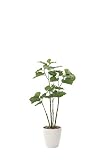 光触媒観葉植物 ブランチウンベラ－タ1.25 フロアタイプ ミドルサイズ光触媒 フェイクグリーン 御祝 内装 インテリア