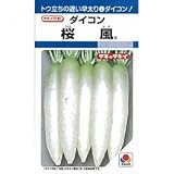 大根 種 桜風 2dl缶