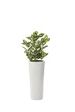 光触媒観葉植物 ディフェンバキア1.4 フロアタイプ ハイサイズ